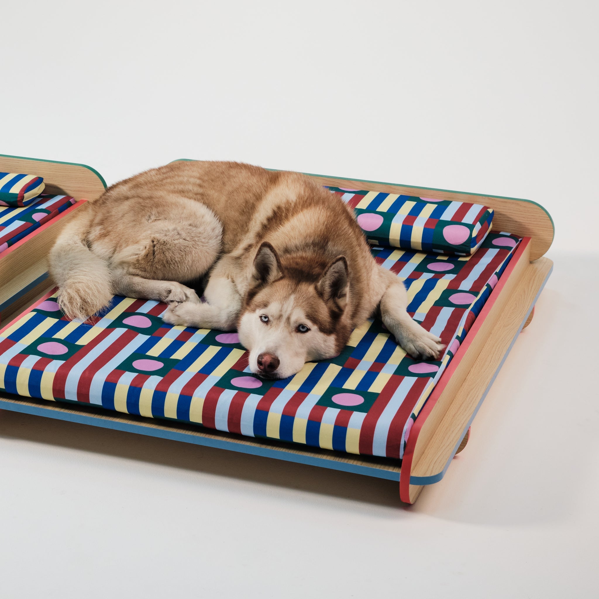 The Leo Bed – Modern Elevated Dog & Cat Bed - NomoHaus