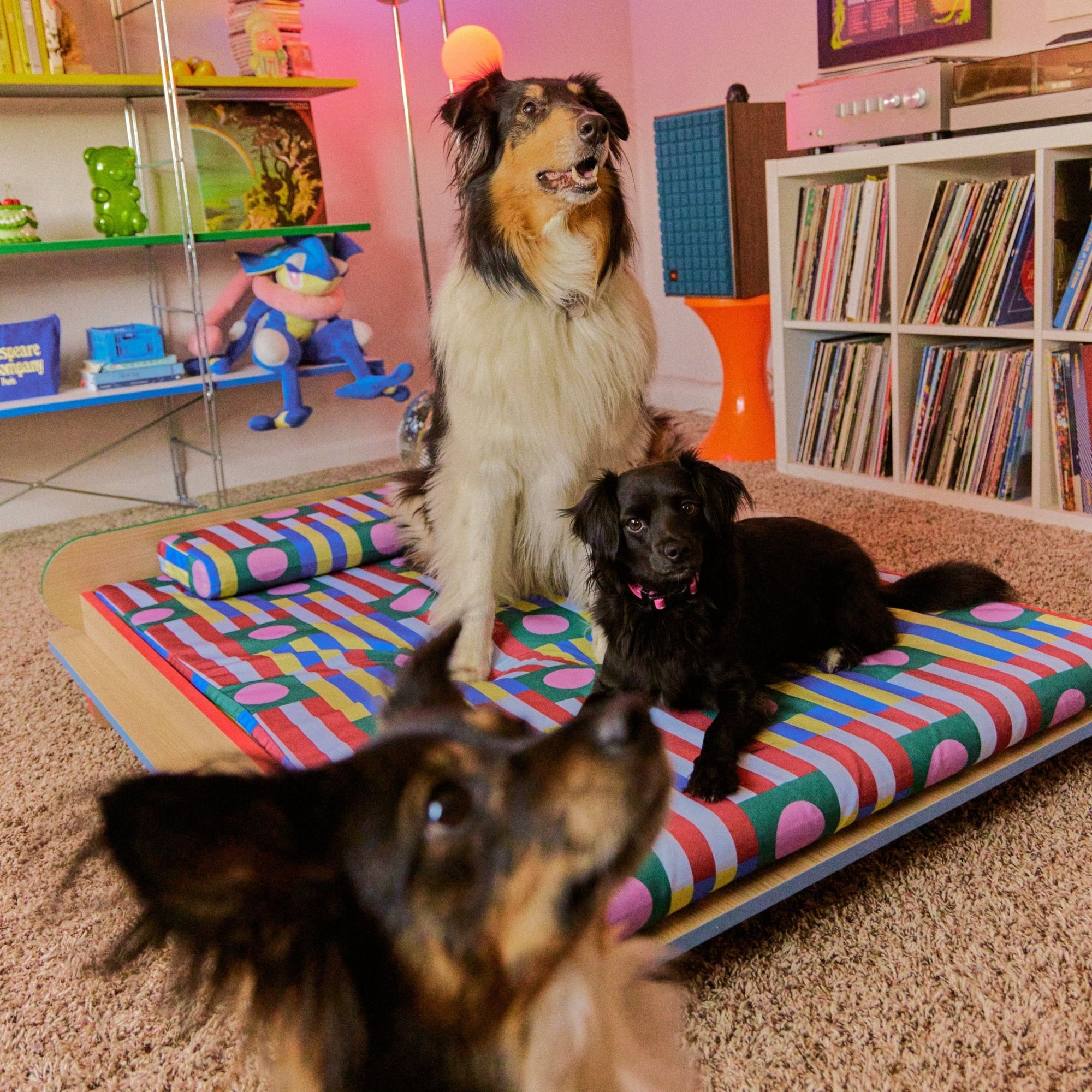 The Leo Bed – Modern Elevated Dog & Cat Bed - NomoHaus